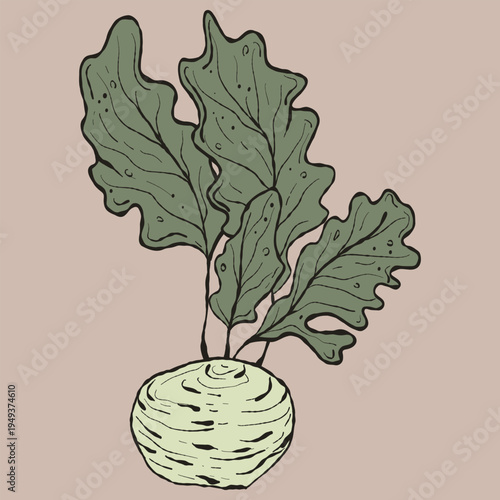 Artisan Kohlrabi Vegetable Hand-Drawn Illustration. Unique Organic Produce Artwork for Gourmet Branding, Sustainable Farm Packaging, and Botanical Kitchen Decor. Muted Green Earthy Tone