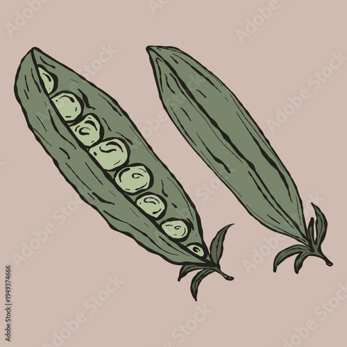 Vintage Hand-Drawn Green Pea Pods Illustration. Rustic Artisan Vegetable for Organic Produce Packaging, Garden-to-Plate Branding, and Natural Healthy Lifestyle Graphics. Earthy Beige Aesthetic