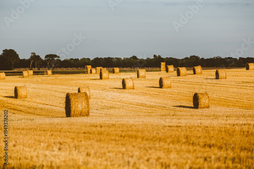 hay bales in the field