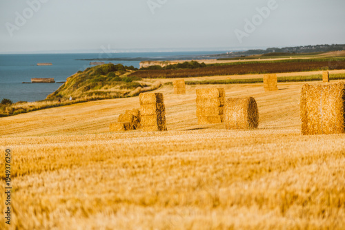 hay bales in the field
