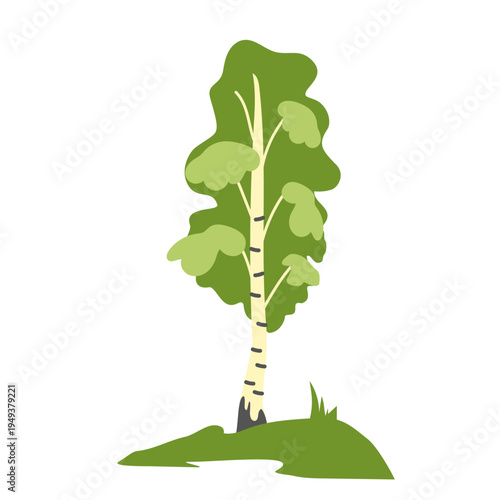 Birch tree in a clearing