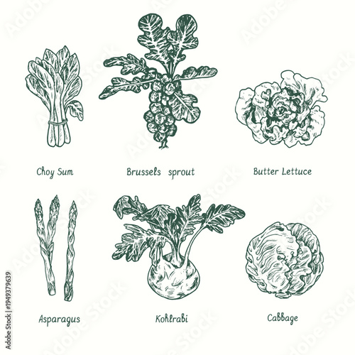Green vegetables set. Choy sum, Brussels sprout, butter lettuce, asparagus, kohlrabi, cabbage.  Ink black and white doodle drawing in woodcut style