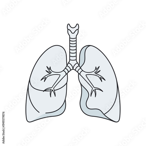 Human lungs with trachea and bronchi.