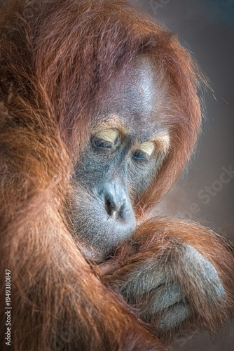 Sumatran Orangutan pensive portrait with closed eyes and shaggy orange hair