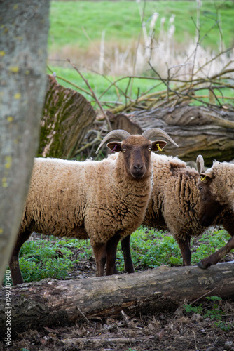 Brown raw sheep on a meadow
