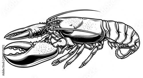 Detailed Lobster Illustration - A Classic Crustacean Depiction in Black and White.