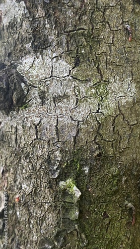 Bark pattern is seamless texture from tree. For background work, bark of a tree