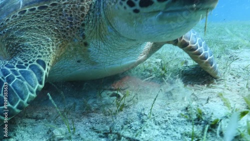 turtle swimming  underwater. green sea turtle (Chelonia mydas) swimming and feeding ocean grass scenery  with animal eating