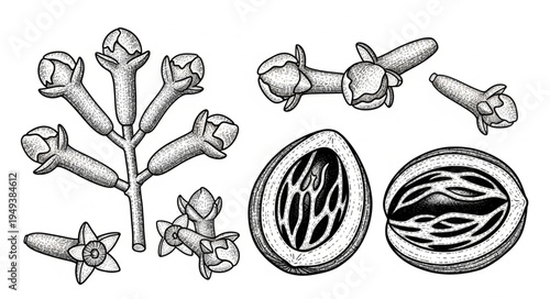 Detailed Botanical Illustration of Cloves and Nutmeg Halves.