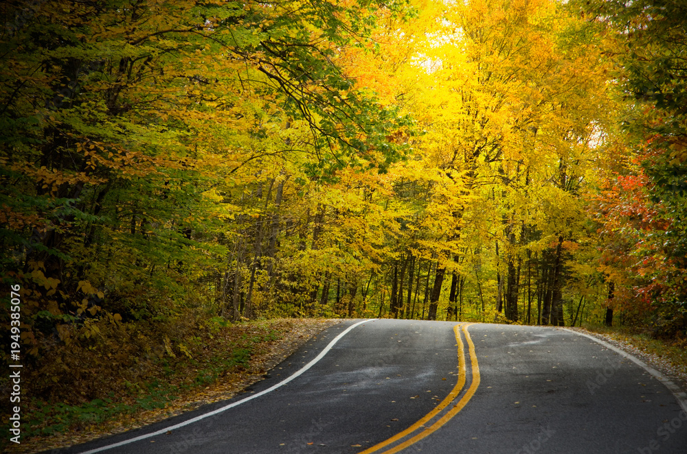 Naklejka premium Bright Yellow Trees Along a Curved Rural Road in Canada