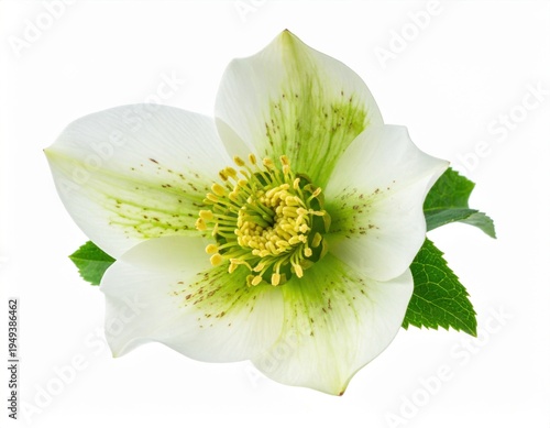 Beautiful white Hellebore flower with delicate green markings and a vibrant yellow center is isolated against a clean white background