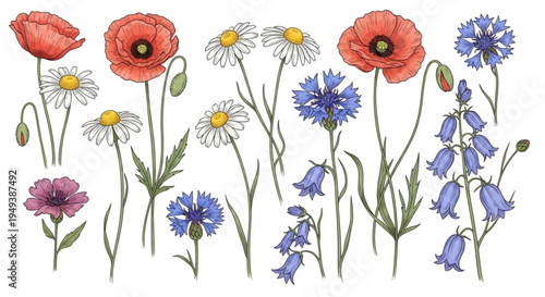 Colorful illustration of assorted wildflowers including poppies daisies and bluebells on transparent background
