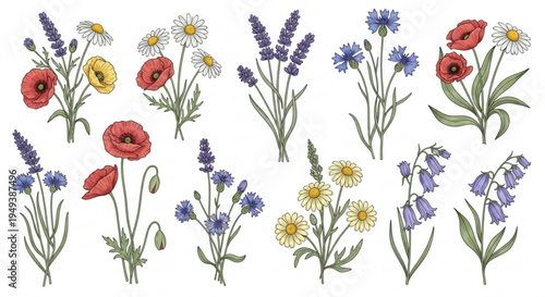 Colorful floral bouquet with poppies daisies lavender and bluebells on transparent background