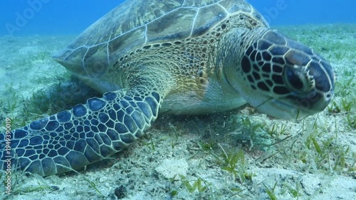 
turtle swimming  underwater. green sea turtle (Chelonia mydas) swimming and feeding ocean grass scenery  with animal eating
