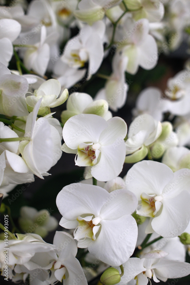Obraz premium Fresh Flowers Bouquet and Floral Decoration