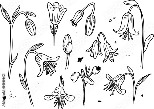 Delicate Hand Drawn Bell Flower Botanical White Background nature floral