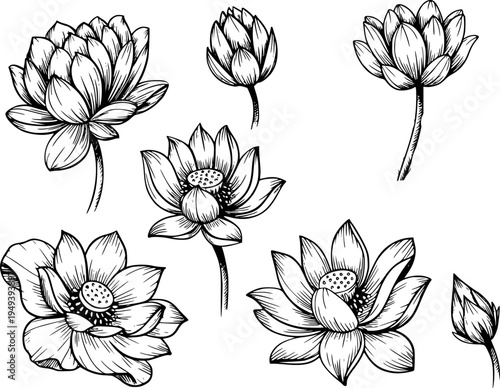 Hand Drawn Black and White Lotus Flowers and Buds Isolated White Background floral