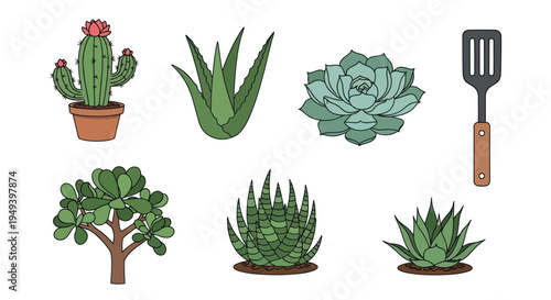 Set of various green succulent plants