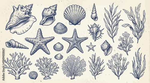 Elegant Marine Organisms and Botanical Elements Drawing Set for Coastal and Nautical Themes