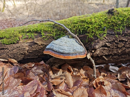 Baumpilz an bemosstem Totholz