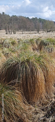 Moor mit hohen Grasbüscheln