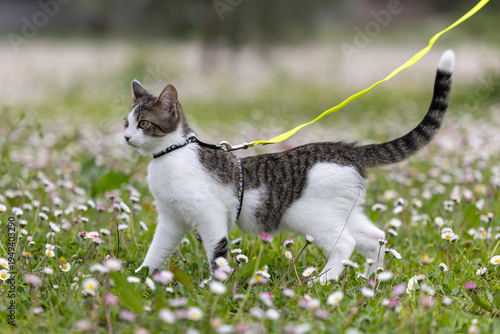 Domestic cat walking on a leash in a flowery meadow with daisies (Felis catus)