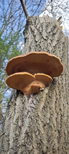 Baumpilze am Stamm