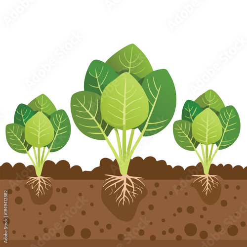 Illustrated plants growing in soil isolated on white background