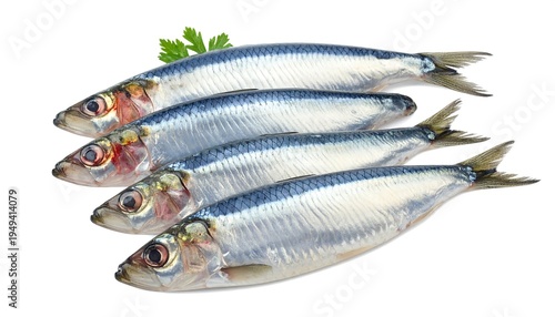 Four fresh sardines arranged on a white background with parsley