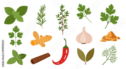 Fresh culinary herbs and spices illustration