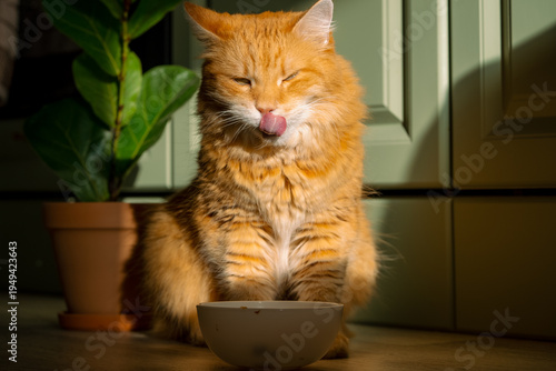 Ginger cat with closed eyes and tongue out, licking its nose and mouth after finishing food from a white bowl, looking satisfied in the warmth of the sun