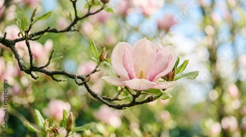 Delicate pink magnolia blossom unfurling its petals on a branch in soft spring sunlight