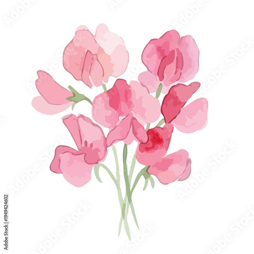 Watercolor-style lovely pink sweet pea flowers, spring botanical illustration with petals／スイートピー　