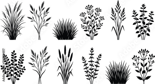 Wild grass and meadow plant silhouettes collection with botanical herbs and field vegetation isolated on white background, natural flora vector illustration set