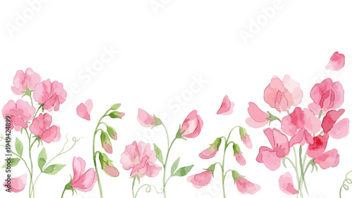 Watercolor-style lovely pink sweet pea flowers, spring botanical illustration with petals／スイートピー　