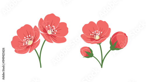 Beautiful botanical illustration of two cherry blossom branches with delicate pink flowers and buds against a plain white background.