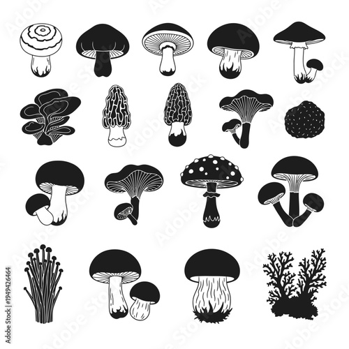 Various types of mushrooms illustrated.