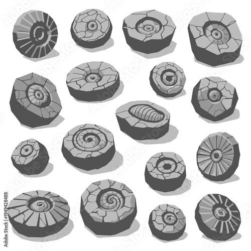 Fossil Ammonite Shells Spiral Structures.