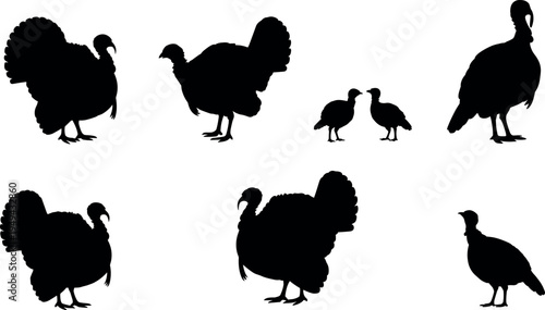 Turkey bird silhouette collection including adult turkey and chicks isolated on white background, farm poultry animal set illustration