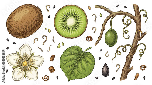 Various kiwi fruit parts and seeds are scattered on a surface