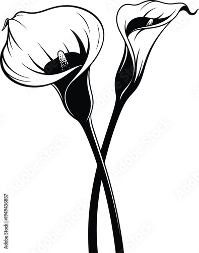 Black and white illustration of two calla lilies