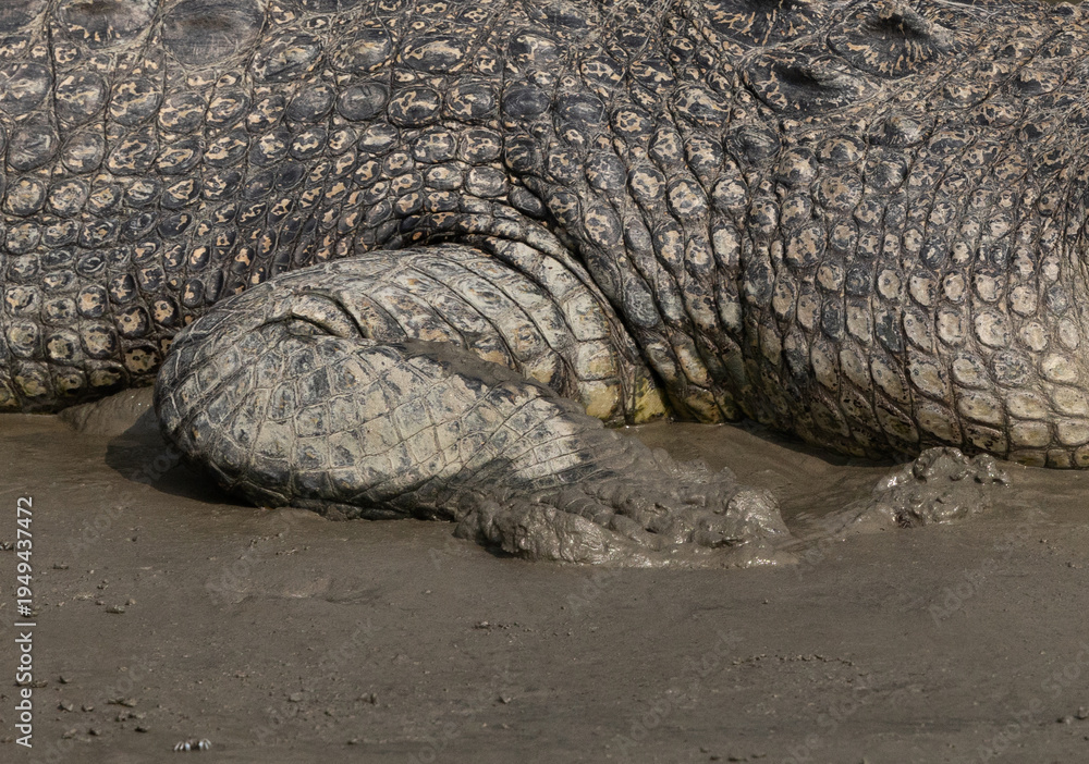 Fototapeta premium Closeup of leg of Saltwater crocodile basking in sun at Sundarban tiger reserve, India