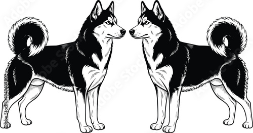 Symmetrical black white Siberian husky dogs mirrored facing each other detailed vector line art illustration isolated canine design animal graphic