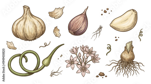 An illustration depicts various parts of garlic plants including bulbs, cloves, sprouts, roots, and flowers on a white background.