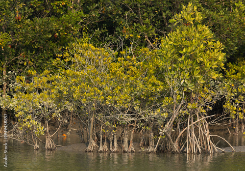 Beautiful mangrove forest of Sundarban tiger reserve, India