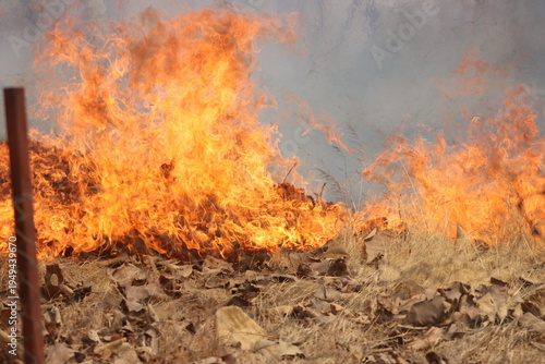 Obraz na plátně A fierce fire spreads through the jungle, flames rising among trees and smoke filling the sky