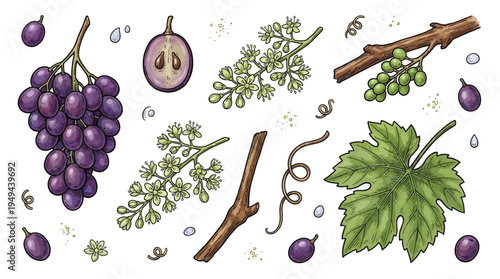 Fresh grapes and leaves with vine branches on a table indoors