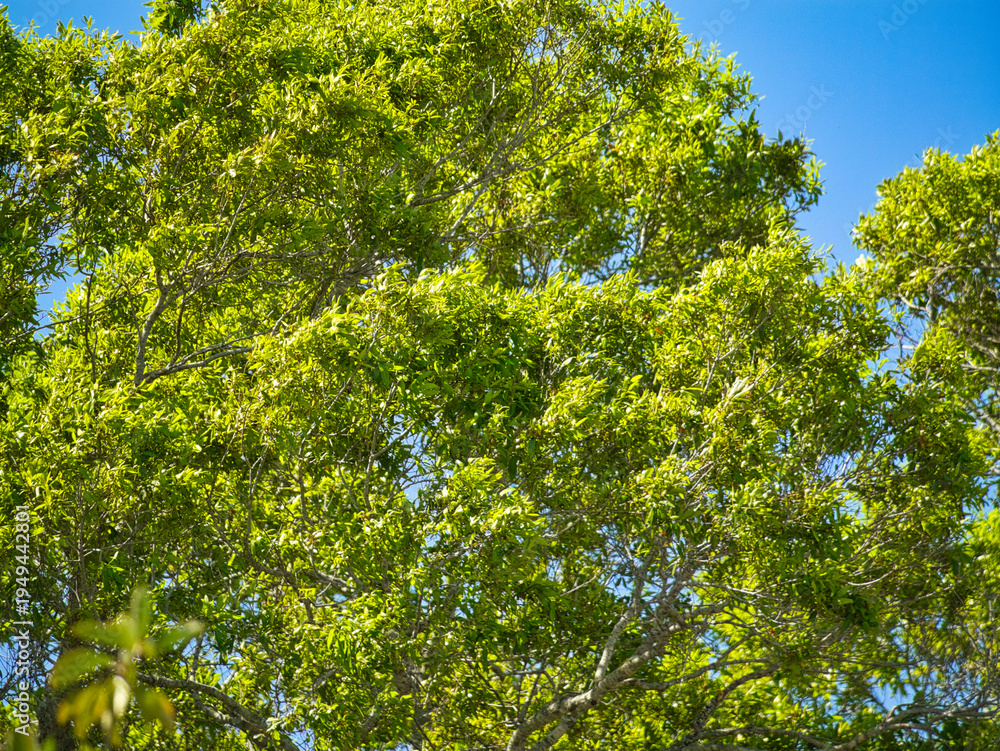 Fototapeta premium green leaves against blue sky