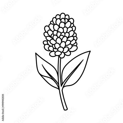 Simple Buckwheat Flower Outline on White Background vector illustration