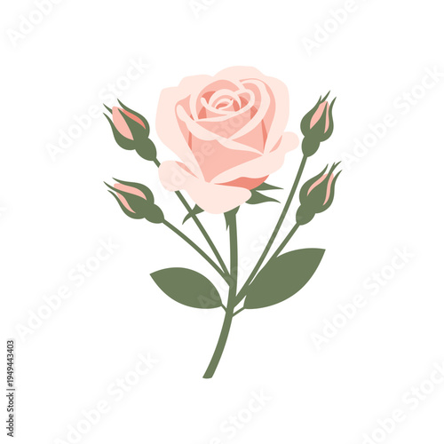 Elegant Pink Rose with Buds Isolated on White vector illustration
